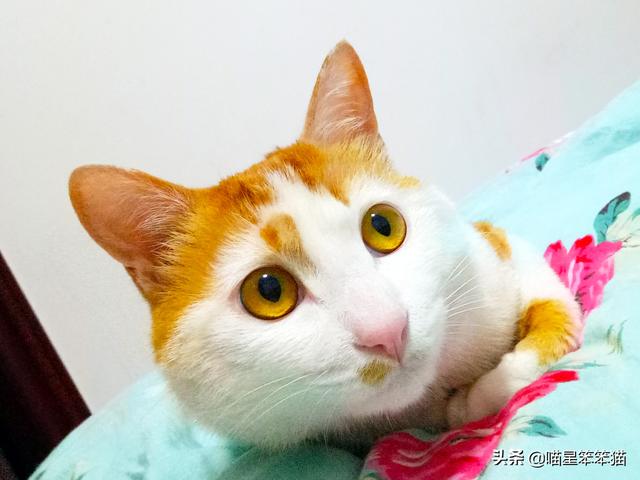 怎么确定猫认主人了咕噜咕噜:猫咪有时会发出咕噜咕噜的声音是什么意思？