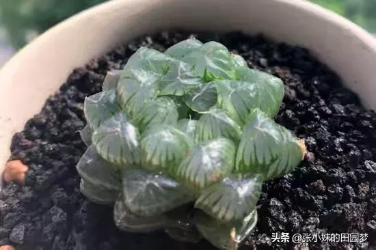 姬玉露和玉露的区别:你心目中那个品种的多肉最美？种植它需要注意什么？