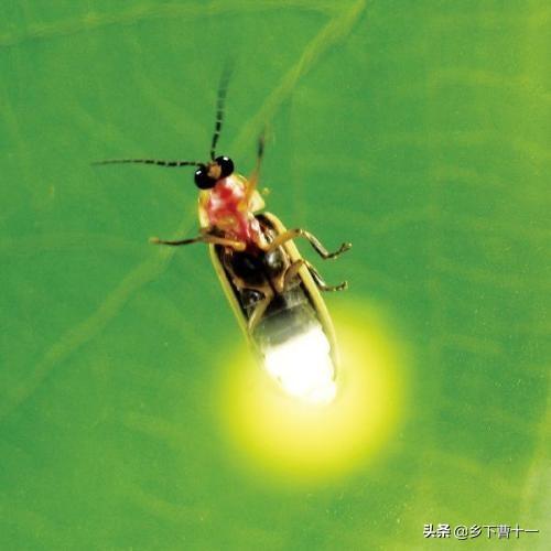 萤火虫祖先被发现:你上次见到萤火虫是哪年了？感觉怎么样？
