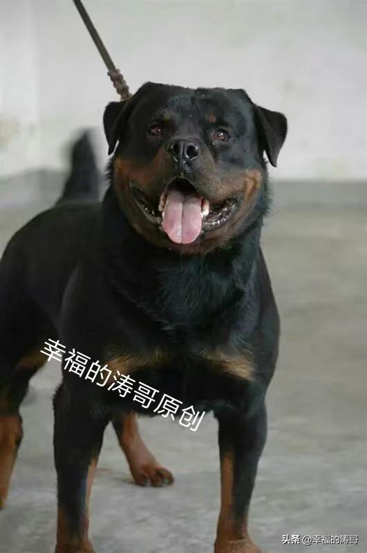 世界大型犬类:世界上最强壮的10种狗，你知道几种？ 世界大型犬类名字