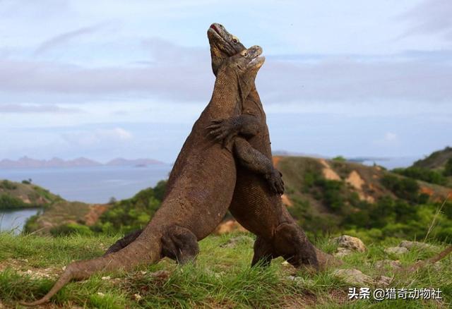 科莫多巨蜥天敌是谁，平头哥蜜獾对上科莫多巨蜥，平头哥蜜獾能弄死科莫多巨蜥吗