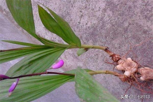 2017年鲜白芨价格:白芨价格触底，怎样加工更好？