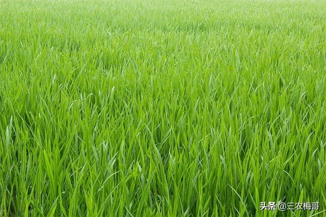 水稻旱育苗出苗后如何管理 水稻育苗有什么准备工作？过程中该如何管理呢？