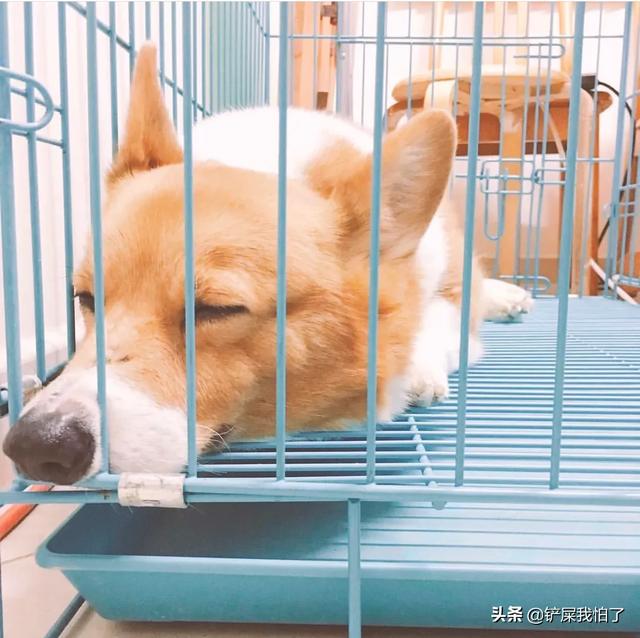狗叫妈妈气坏身边宝宝:狗狗一放进笼子就叫唤，该怎么办？