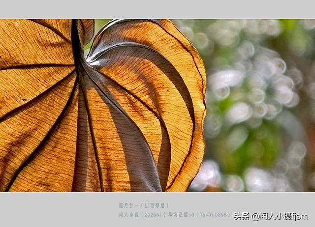 使用手机拍摄，使用“前景”有什么技巧