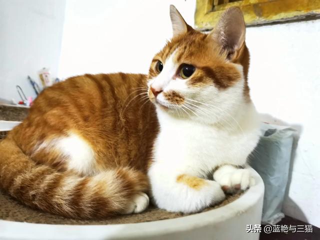 可爱宠物小猫咪:你们家的小猫咪晚上喜欢爬上你的床吗？ 我家的小宠物小猫咪