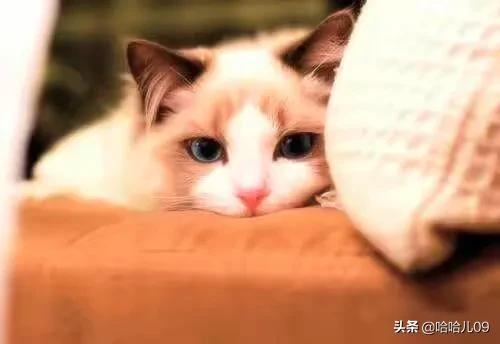 猫传腹尿是什么颜色:小猫肚子鼓鼓的什么问题？