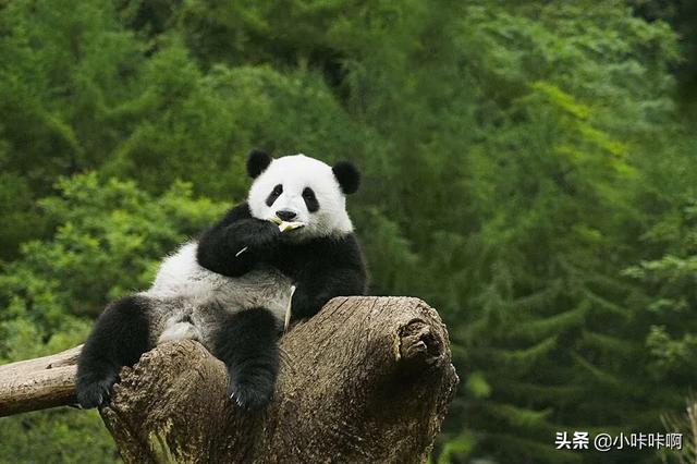 海洋哺乳类动物价值:从生物学的角度来看，鲸鱼为什么是哺乳动物？