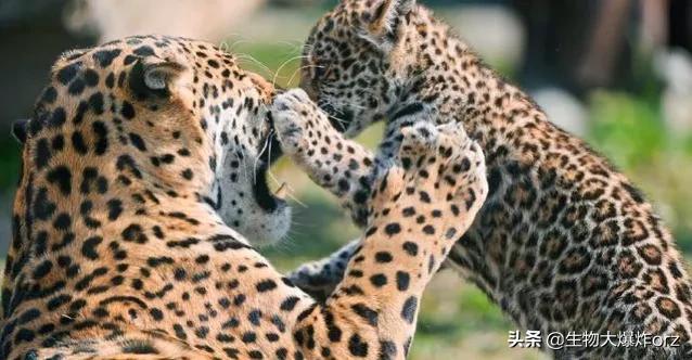 极限个体的花豹能打过母狮吗 为什么花豹也能咬