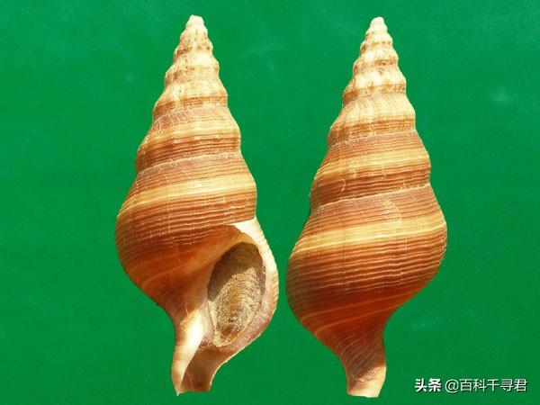 鲆鱼和鲽鱼口味差别:为什么生物体基本上都是对称的？有没有不对称的生物？