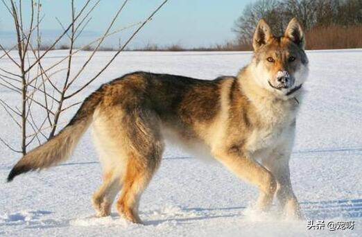 捷克狼犬:世界上纯种的捷克狼犬还多吗？有何依据？ 捷克狼犬多少钱一条