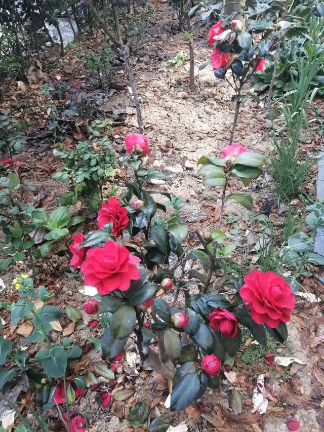 头条问答 茶花在6月长花苞是怎么回事 18个回答