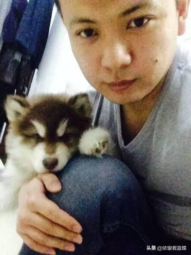 北京犬图片壁纸:有多少喜欢养狗的朋友们，发图片瞧瞧呗？