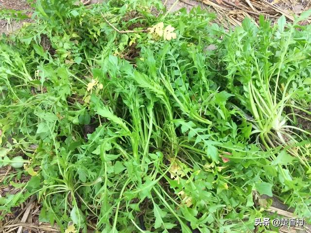 各地都吃什么野菜？