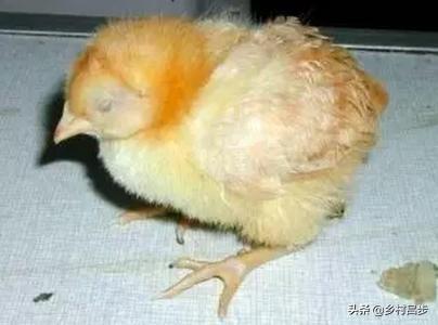 鸡蛔虫病什么症状:三个月的鸡还用驱虫球吗？