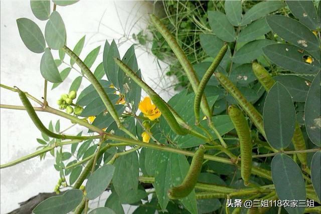 为什么别人不种玉米种植中药材发财,而第一次种植的人大部分赔本？