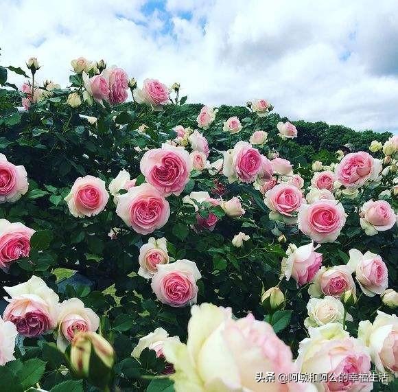 欧洲月季花品种介绍:月季花品种介绍大全 月季的种类有哪些，常见月季品种介绍大全？