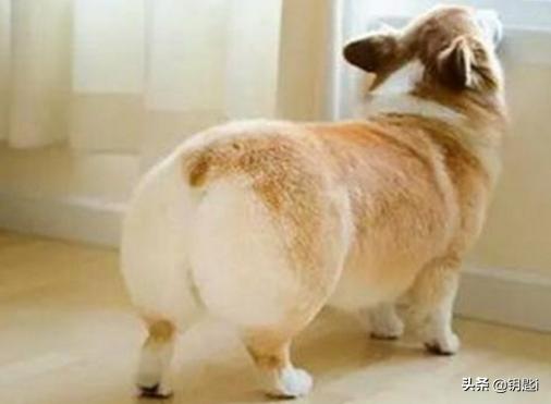 救助犬的最后遗言:如何看待养宠物却给它们绝育，断尾，裁耳，割声带，去爪的人？