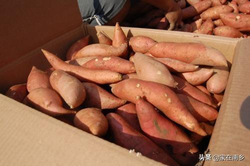 红薯怎样保存放的时间长，家里种了好多红薯，怎么储藏保鲜呢