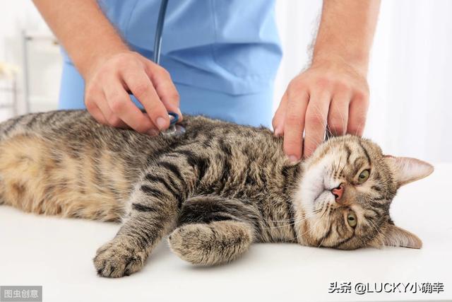 养一只电子宠物猫吧:养一只喵星人，需要做好哪些心理准备？
