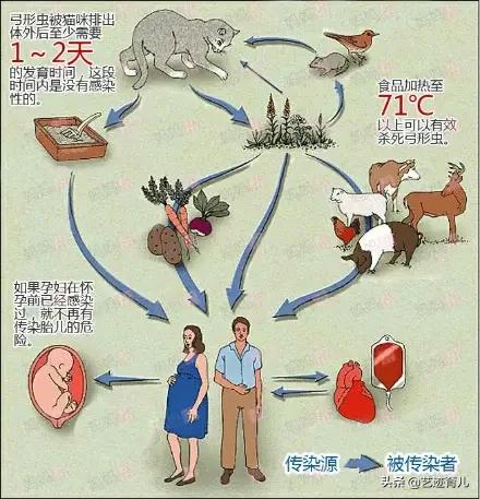 孕中期怎么检查弓型虫:检查肚子里的宝宝得了弓形虫病，怎么办？