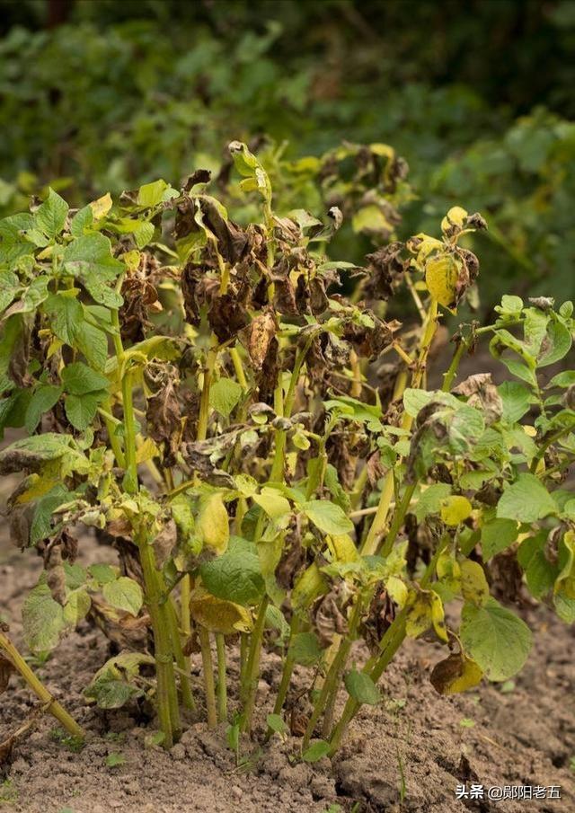 头条问答 - 马铃薯晚疫病有哪些特点,应该如何预防?(12个回答)