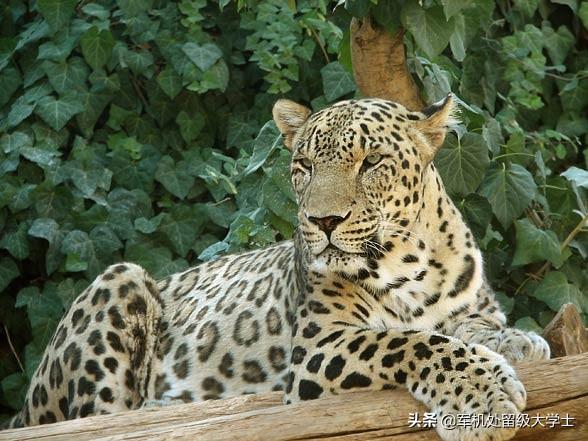 苏门答腊犀牛最新数量:猫科硬件排行?同体型豹子是否比老虎厉害？