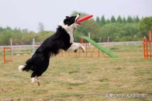 狂犬病致死率近100%，城乡养狗普遍，流浪狗泛滥，该怎么办？插图28