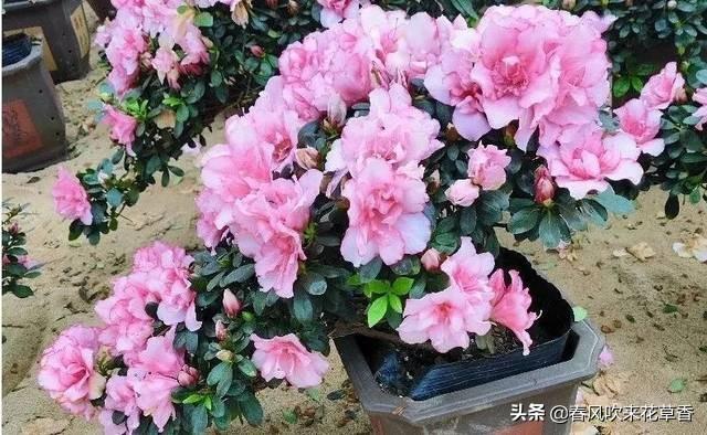 鹃形目嗉囊:杜鹃花可以经常转动花盆吗？