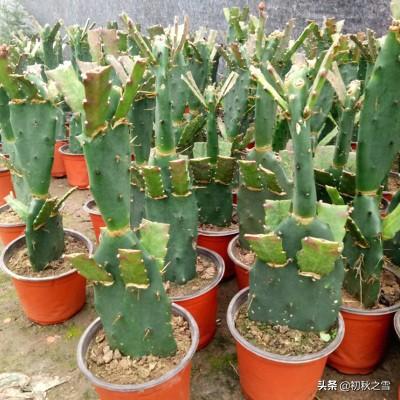 叶仙嫁接令箭荷花方法:秋天无根仙人掌，可以嫁接令箭荷花后再扦插吗？