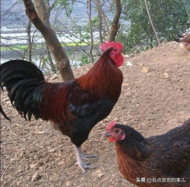 家庭养殖业:怎么利用家中的养殖场合适？