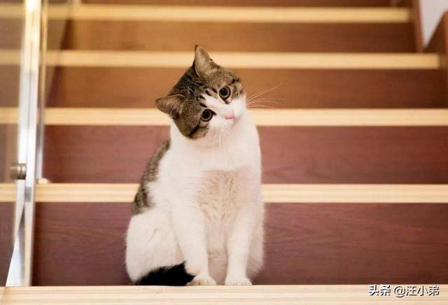 甜蜜猫猫01话:有哪些好看的、重生的甜蜜的小说推荐？