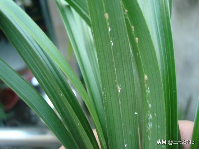 介壳虫 洗衣粉:如何根治蚧壳虫或者最大程度缓解蚧壳虫？