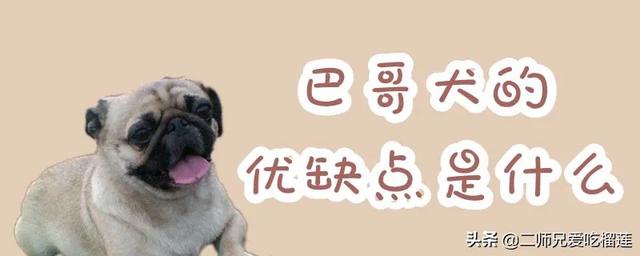 成都巴哥犬:饲养巴哥犬有什么禁忌吗？