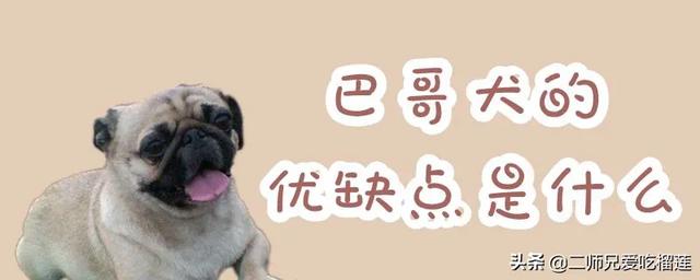 巴哥犬性格:饲养八哥犬的优缺点有哪些？