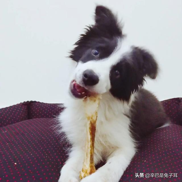 边境牧羊犬性格好吗:养边境牧羊犬好吗？养它要承受什么样的事情？