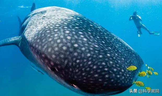 最大植物是雷曼将军树高83.8米,树木底部最大直径11.1米.