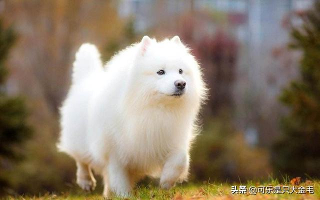 萨摩犬:萨摩耶掉毛是不是很严重，适合在家里养吗？ 萨摩犬图片