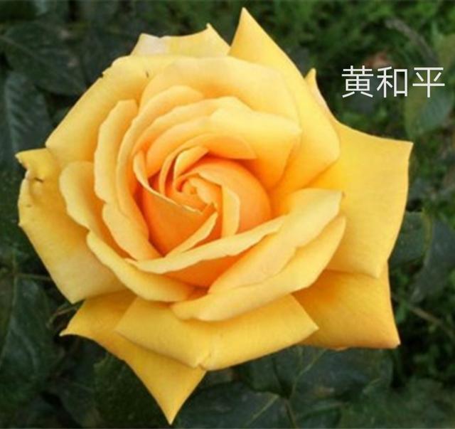 优秀月季花品种介绍百度网:名贵月季十大品种是哪些品种？