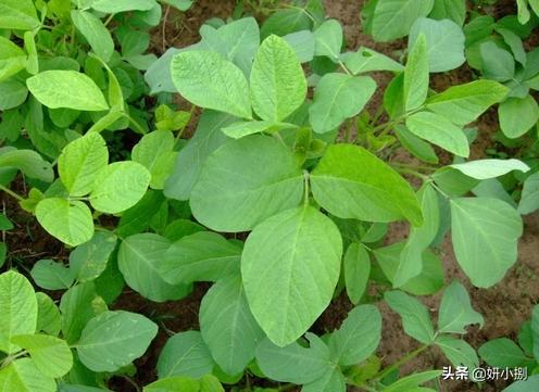 頭條問答 - 大豆苗變黃,變枯,該怎麼辦?(9個回答)