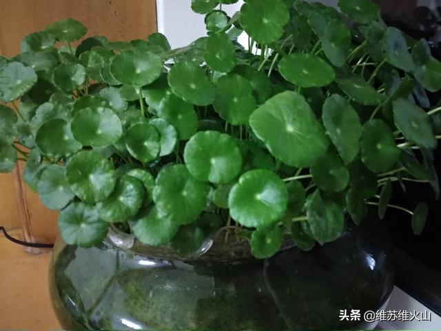 土栽铜钱草的养殖方法和注意事项:铜钱草重新种，现在长出叶子了，能给它晒太阳了么？