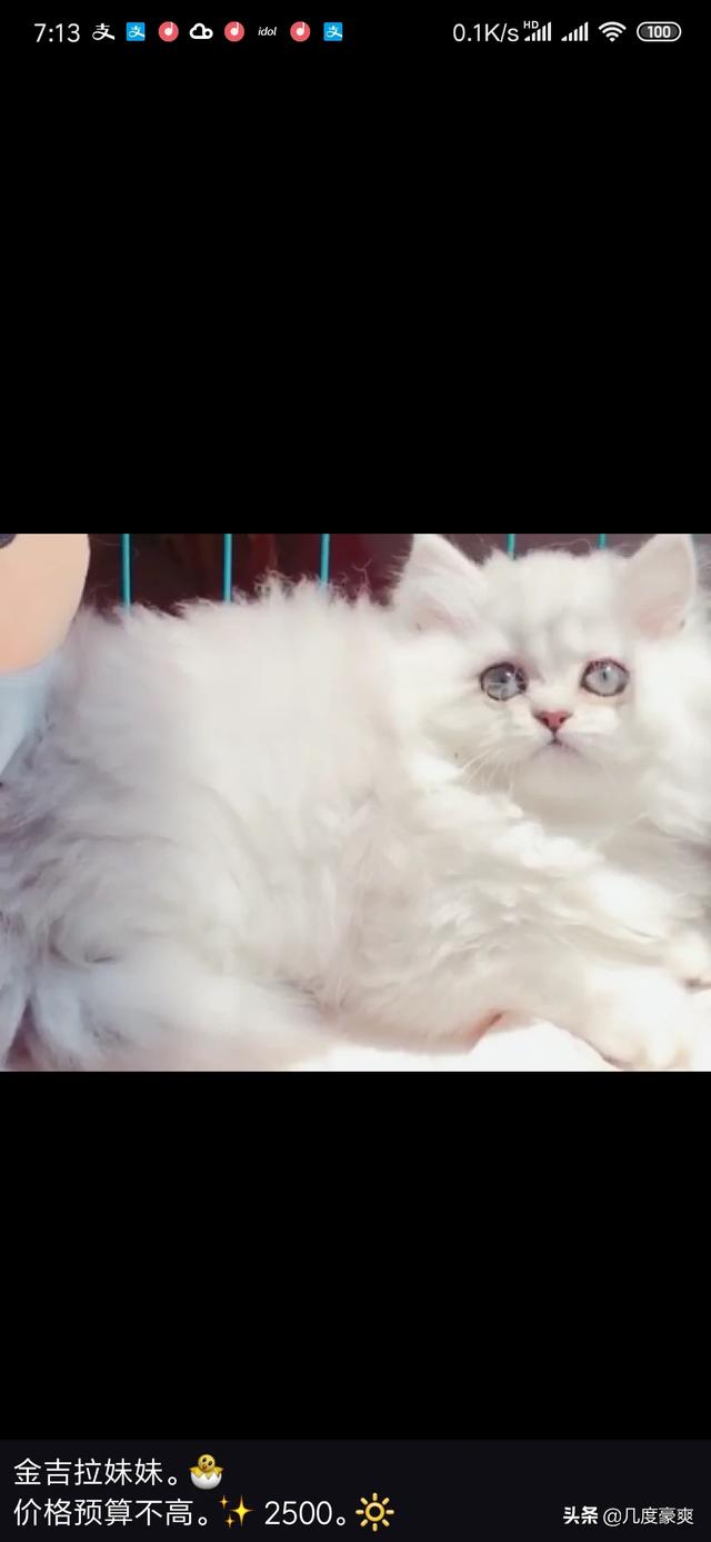 上海金山区宠物猫的品种及价格:有什么2000以下的宠物猫适合家养？