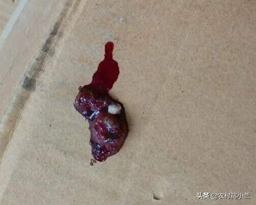 土杂鸡球虫的防止:鸡球虫间隔多久驱一次虫 鸡拉红色粪便，就一定是球虫吗？
