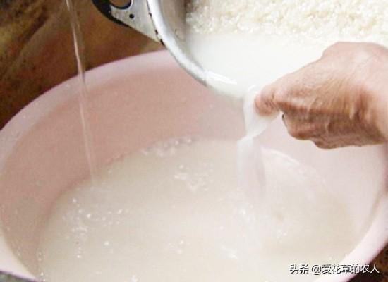 一叶兰能用淘米水浇吗:淘米水和洗菜水可以用来浇兰花吗？
