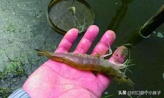 2019日本对虾价格当天价格:2019年澳洲淡水龙虾值得关注和投资养殖吗？