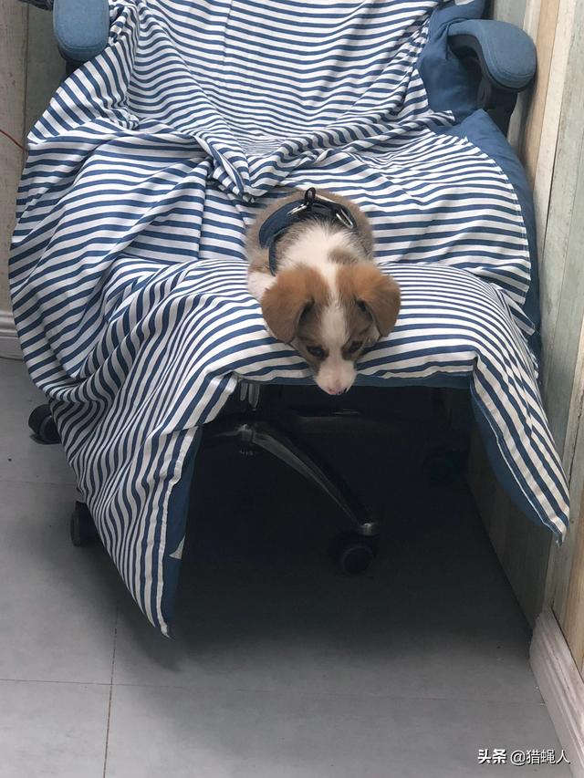 柯基犬幼犬:怎么分辨纯种柯基和串串柯基？