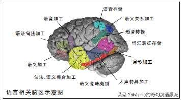 小孩多大开始学英语？怎么学？