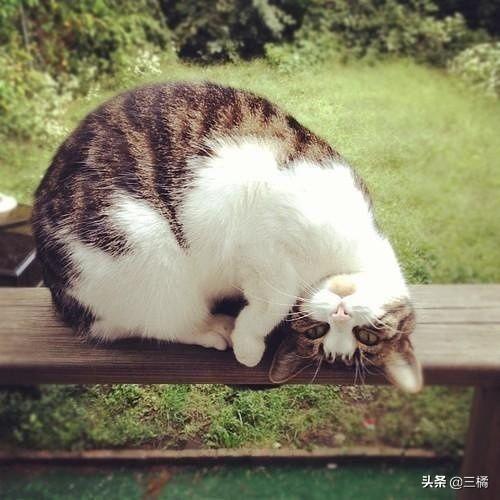 猫发腮真的重要吗？