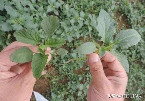 用醋灭虱子最好的方法:萝卜生虫子用白醋可以杀死吗？