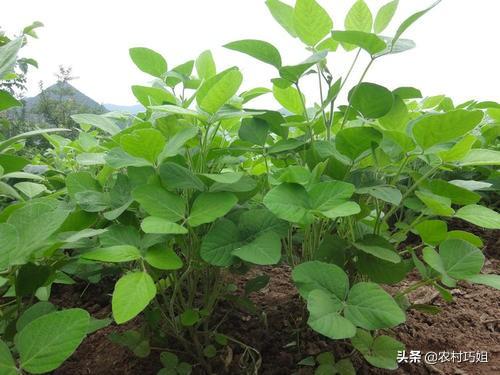 豆子从豆荚里跳出来视频:黄豆苗长不齐长不直是怎么回事？